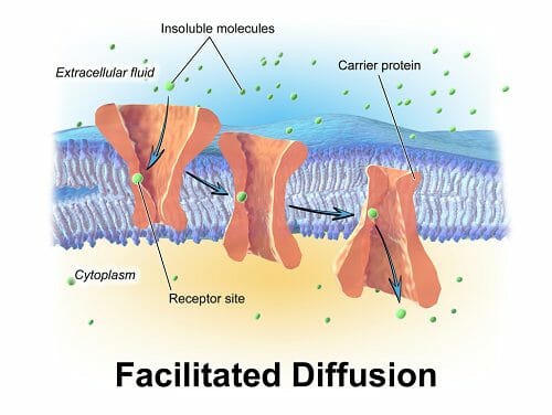 Examples Of Facilitated Diffusion In The Body