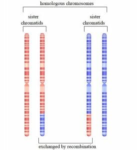 Homologous chromosome pairs