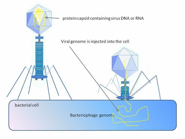 Bacteriophages are viruses that infect bacteria but are harmless