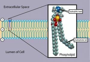 Phospholipid: Definition, Structure, Function | Biology Dictionary