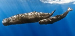 Sperm whale mother with calf