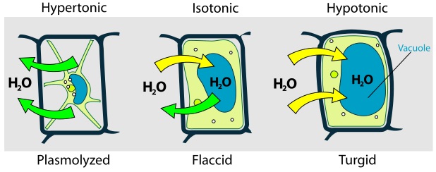 osmosis in animal cells example