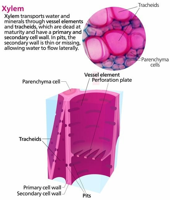 different cells of xylem and phloem