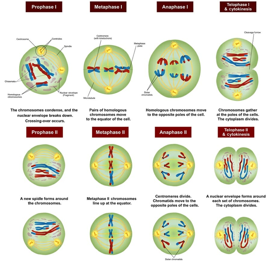 Meiosis Definition, Stages, Function and Purpose Biology Dictionary