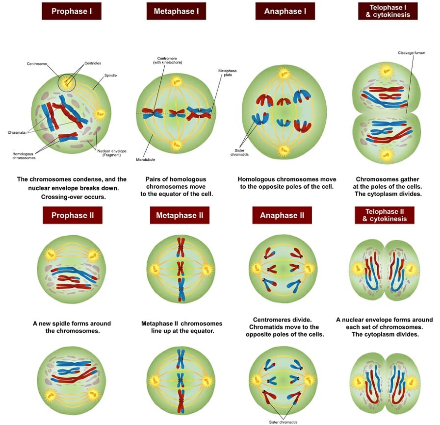 Meiosis Stages