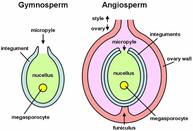 Where Is The Ovule Produced In A Flower