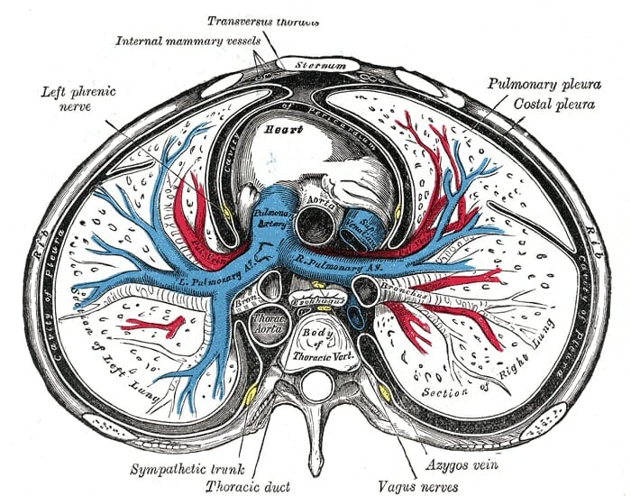 What Is The Other Term For Chest Cavity