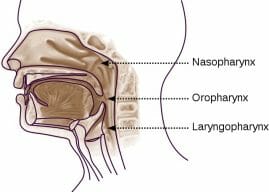 Pharynx Definition Function Location And Parts Biology Dictionary