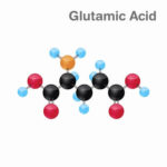 Glutamic Acid The Definitive Guide Biology Dictionary