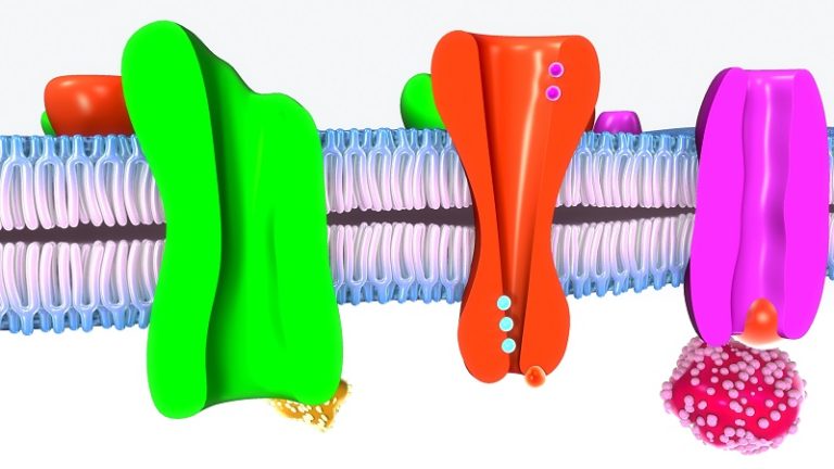 active-transport-the-definitive-guide-biology-dictionary