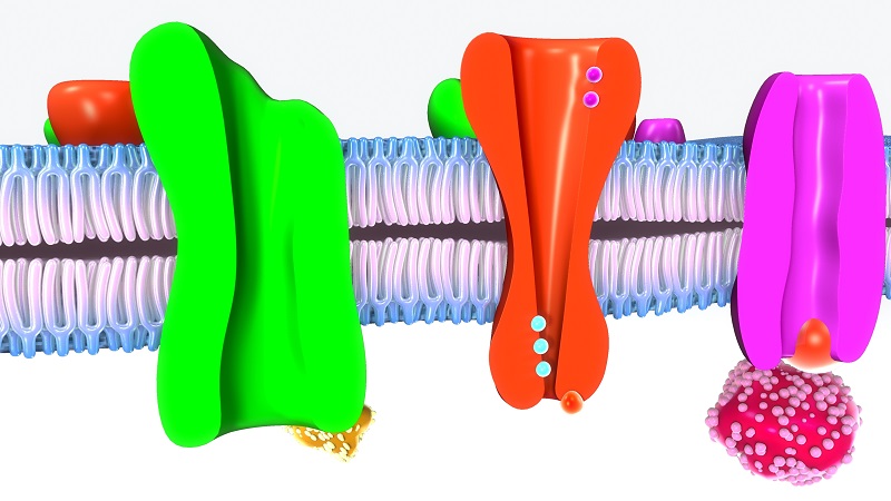 Active Transport In Plants