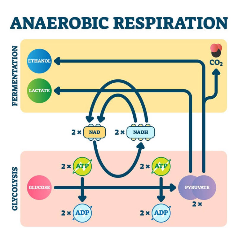 anaerobic-biology-simple