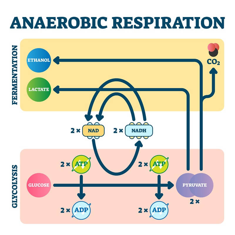 anaerobic respiration diagram