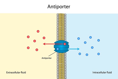 active-transport-the-definitive-guide-biology-dictionary