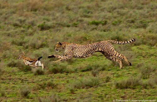 do cheetahs have any predators