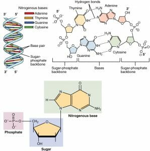 DNA Nucleotides