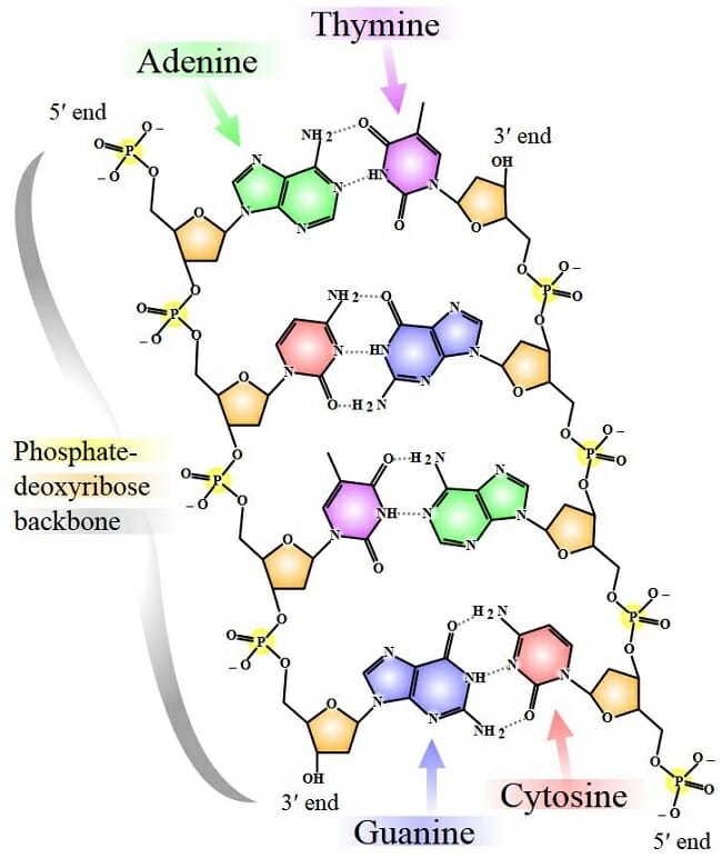 Dna nucleotides как скрафтить