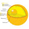 Cell Membrane - Definition; Function and Structure | Biology Dictionary