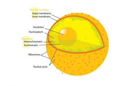 Diagram human cell nucleus