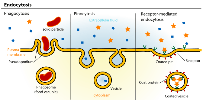 passive transport examples for kids