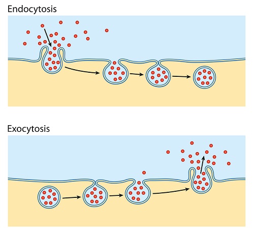 three-examples-of-active-transport