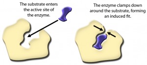 define active site