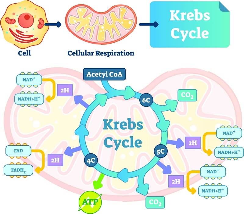 Citric Acid Cycle