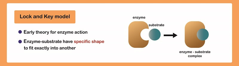 Active Site The Definitive Guide Biology Dictionary