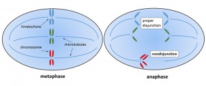 Mitotic nondisjunction