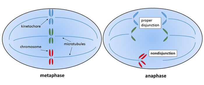 Chromatid Definition And Function Biology Dictionary