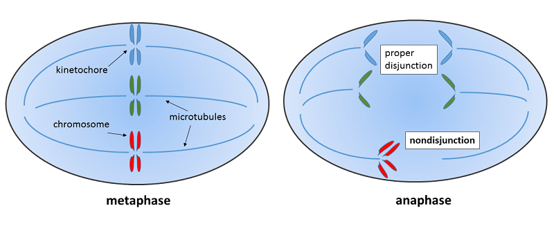 15 Awesome Draw a sketch to show how nondisjunction occurs during meiosis for Kids