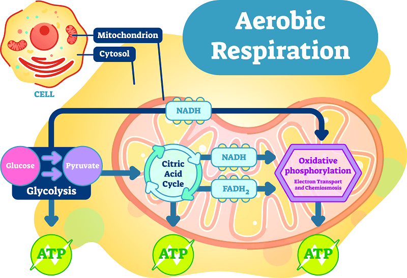 cellular respiration in humans