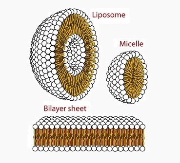 Phospholipids Of The Plasma Membrane Are Arranged Quizlet