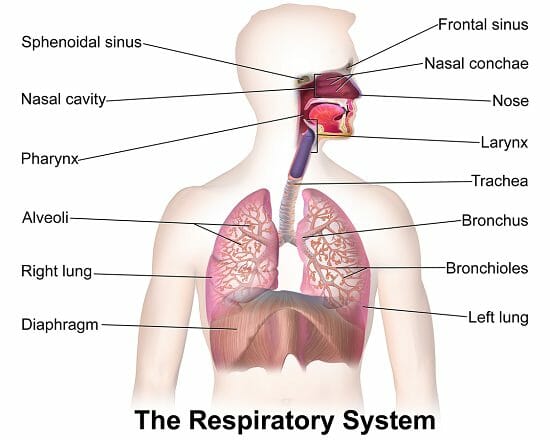 human integumentary system organs