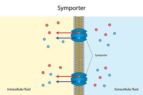 passive transport examples for kids