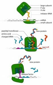 TRNA ribosomes diagram