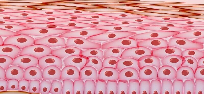 Adhesion - The Definitive Guide | Biology Dictionary