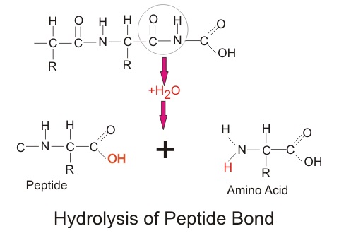 Hydrolysis reaction for amino acids