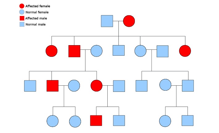 In Pedigree Charts Autosomal Dominant Disorders Typically