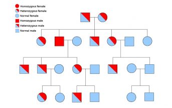 Pedigree - Definition, Function and Examples | Biology Dictionary