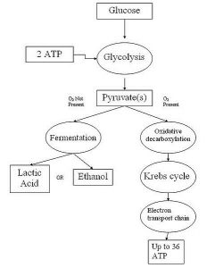 Cellular respiration