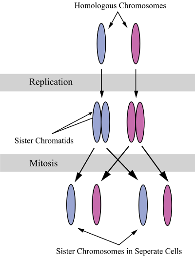 Sister Chromatids Definition Functions And Structure Biology Dictionary