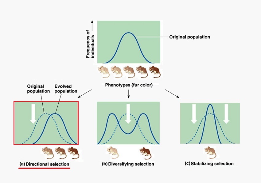 Natural Selection Definition And Examples Biology Dictionary