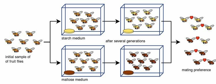 speciation-definition-and-types-biology-dictionary