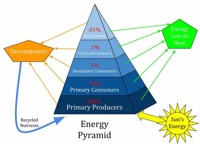 food chain pyramid blank