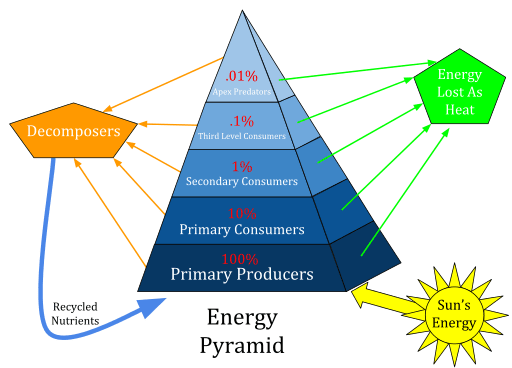 Components Of Ecosystem Flow Chart