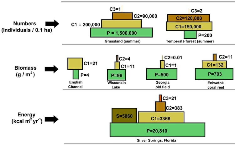 energy level diagram definition Ecological Definition, Types  Pyramid Examples and