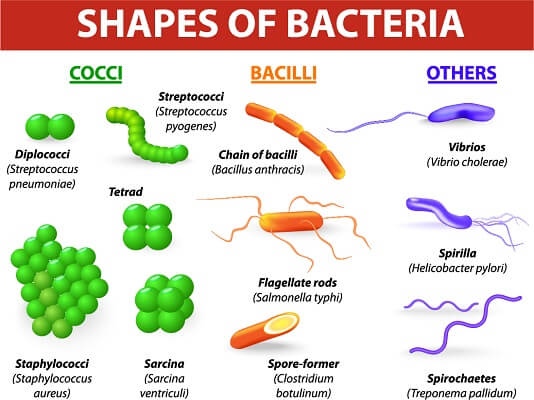 types of eubacteria and their scientific names