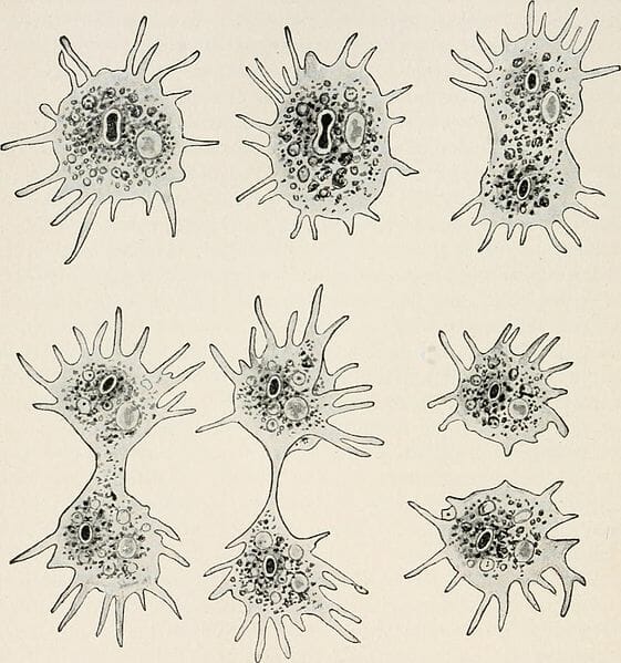 Asexual Reproduction The Definitive Guide Biology Dictionary