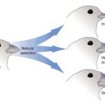 Divergent Evolution - Definition and Examples | Biology Dictionary